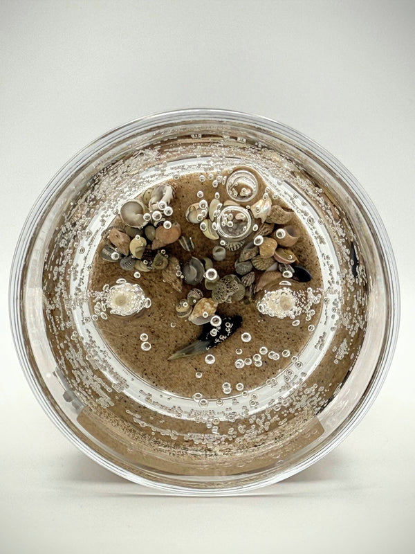 Double Wick Shark Tooth Fossil Beach Gel Candle | Includes Real Shark Tooth!