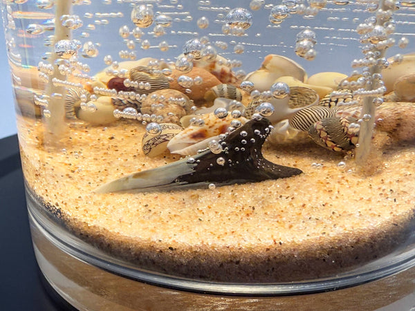 Double Wick Shark Tooth Fossil Beach Gel Candle | Includes Real Shark Tooth!