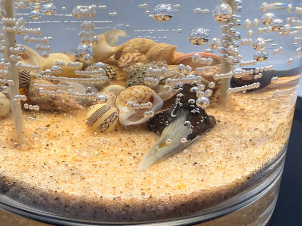 Double Wick Shark Tooth Fossil Beach Gel Candle | Includes Real Shark Tooth!