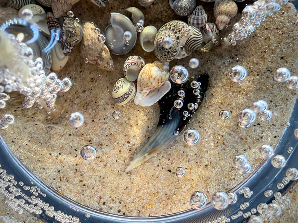 Double Wick Shark Tooth Fossil Beach Gel Candle | Includes Real Shark Tooth!