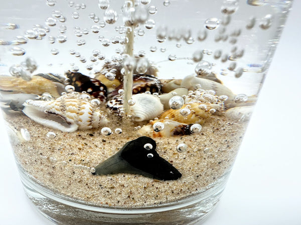 1-Wick Shark Tooth Fossil Beach Gel Candle | Includes Real Shark Tooth!