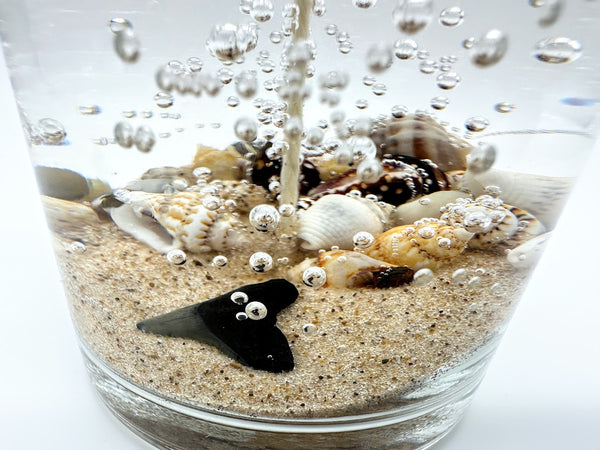 1-Wick Shark Tooth Fossil Beach Gel Candle | Includes Real Shark Tooth!