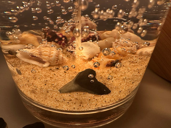 1-Wick Shark Tooth Fossil Beach Gel Candle | Includes Real Shark Tooth!