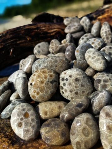 What is a Petoskey Stone?