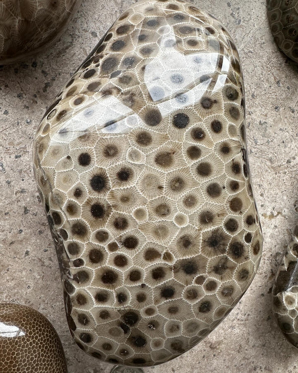 Polished Petoskey Stones