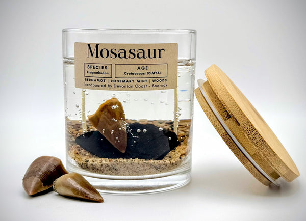 Mosasaur Tooth Gel Candle | Includes Real Fossil!