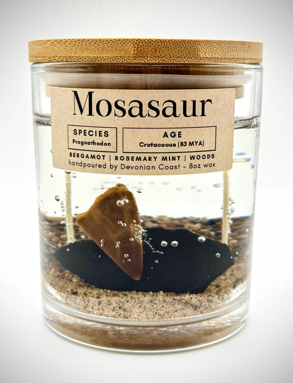 Mosasaur Tooth Gel Candle | Includes Real Fossil!