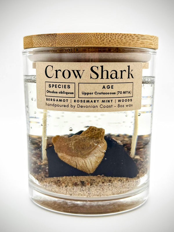 Crow Shark Tooth Gel Candle | Includes Real Fossil!