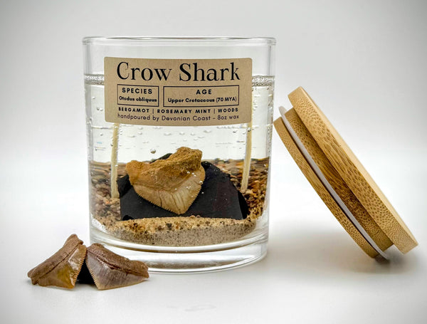 Crow Shark Tooth Gel Candle | Includes Real Fossil!