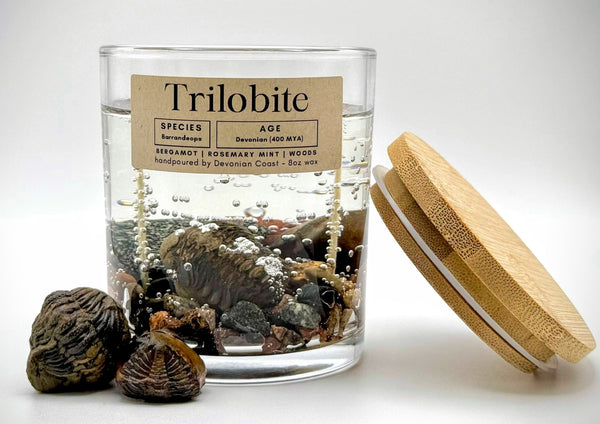 Trilobite Fossil Gel Candle | Includes Real Fossil!