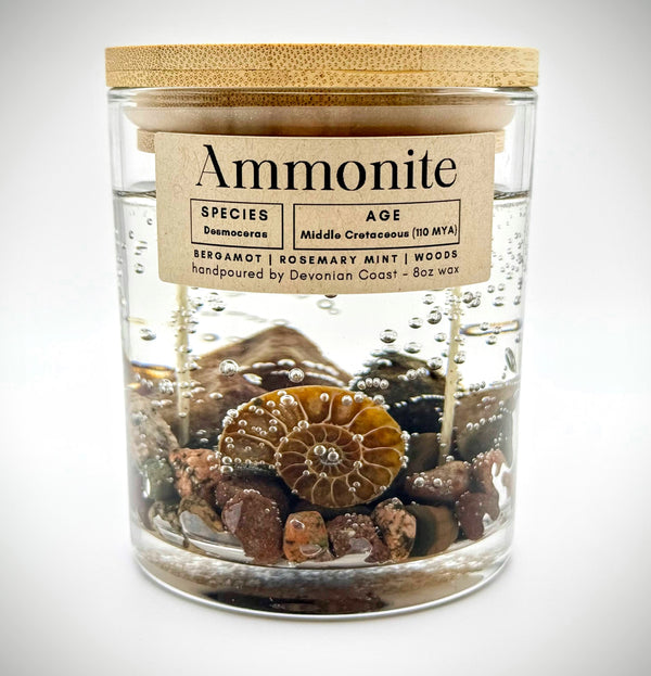 Ammonite Fossil Gel Candle | Includes Real Fossil!