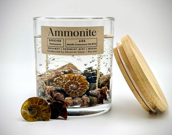 Ammonite Fossil Gel Candle | Includes Real Fossil!