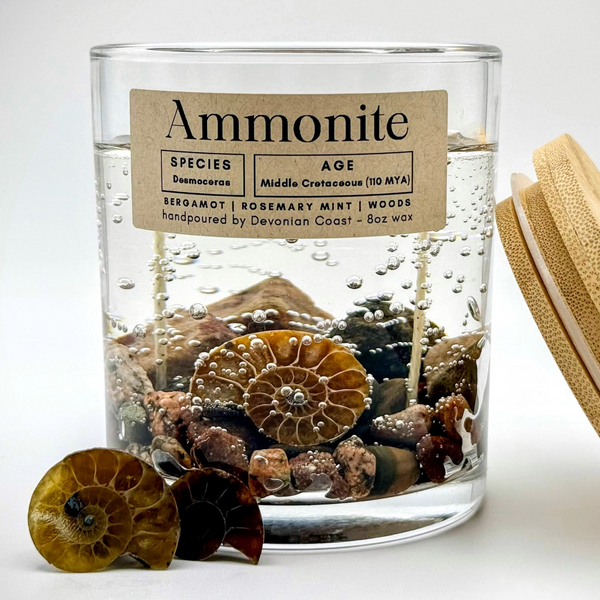 Ammonite Fossil Gel Candle | Includes Real Fossil!