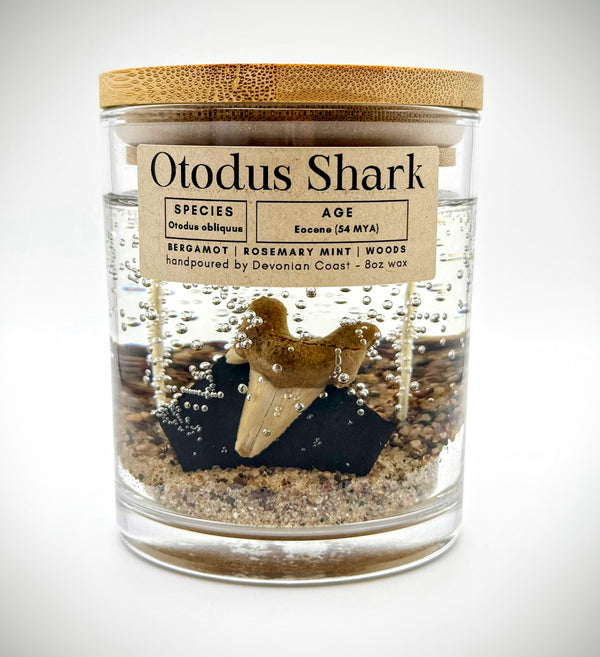 Otudus Shark Tooth Gel Candle | Includes Real Fossil!