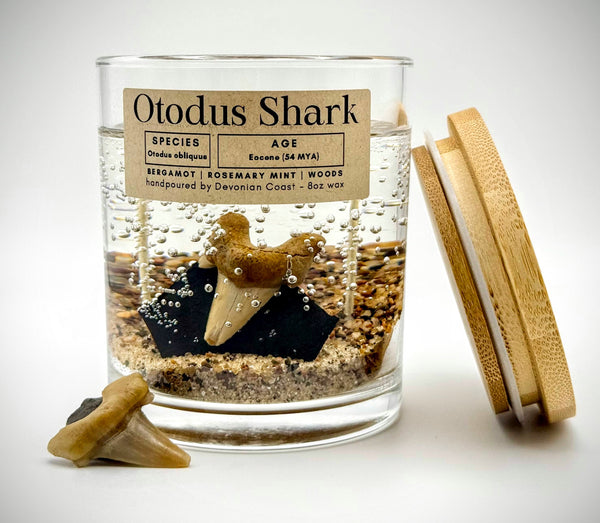 Otudus Shark Tooth Gel Candle | Includes Real Fossil!