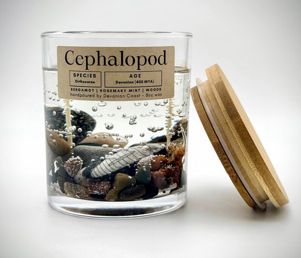 Cephalopod Fossil Gel Candle | Includes Real Fossil!