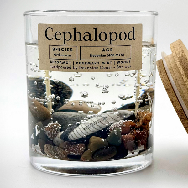 Cephalopod Fossil Gel Candle | Includes Real Fossil!