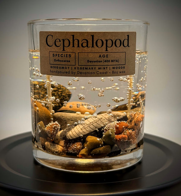 Cephalopod Fossil Gel Candle | Includes Real Fossil!