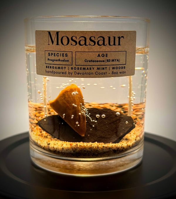 Mosasaur Tooth Gel Candle | Includes Real Fossil!