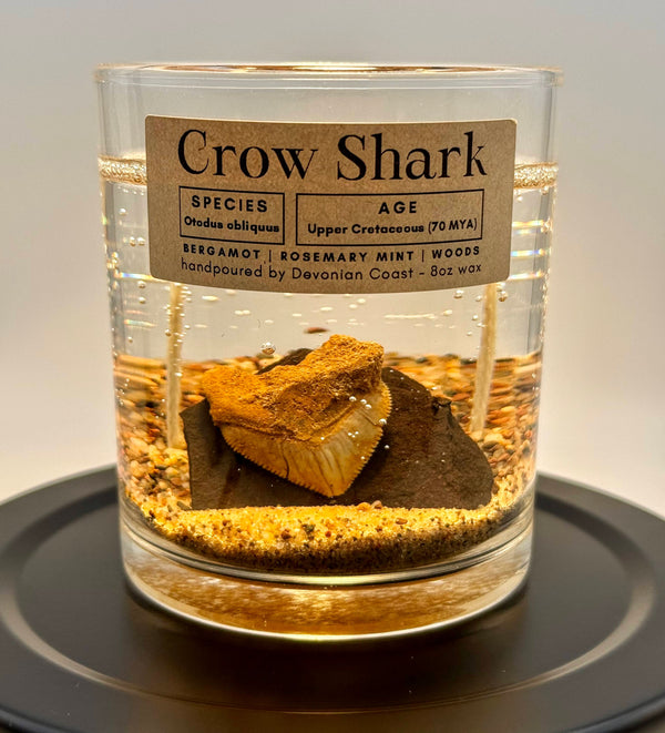 Crow Shark Tooth Gel Candle | Includes Real Fossil!