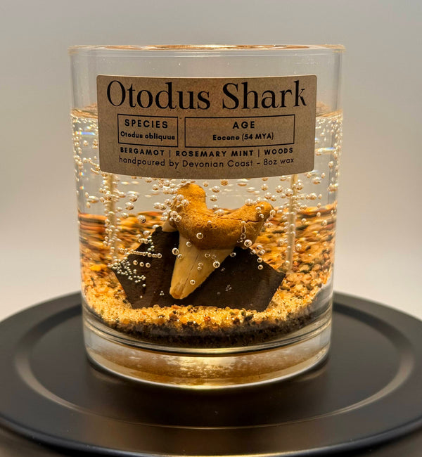 Otudus Shark Tooth Gel Candle | Includes Real Fossil!