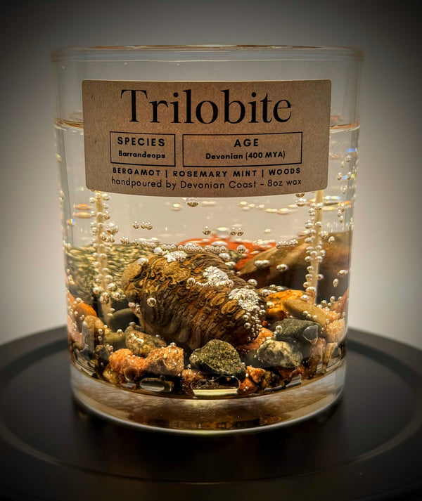 Trilobite Fossil Gel Candle | Includes Real Fossil!