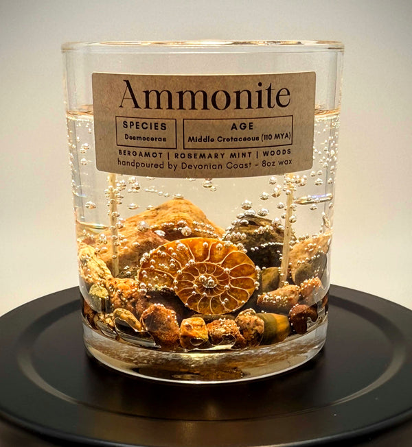 Ammonite Fossil Gel Candle | Includes Real Fossil!