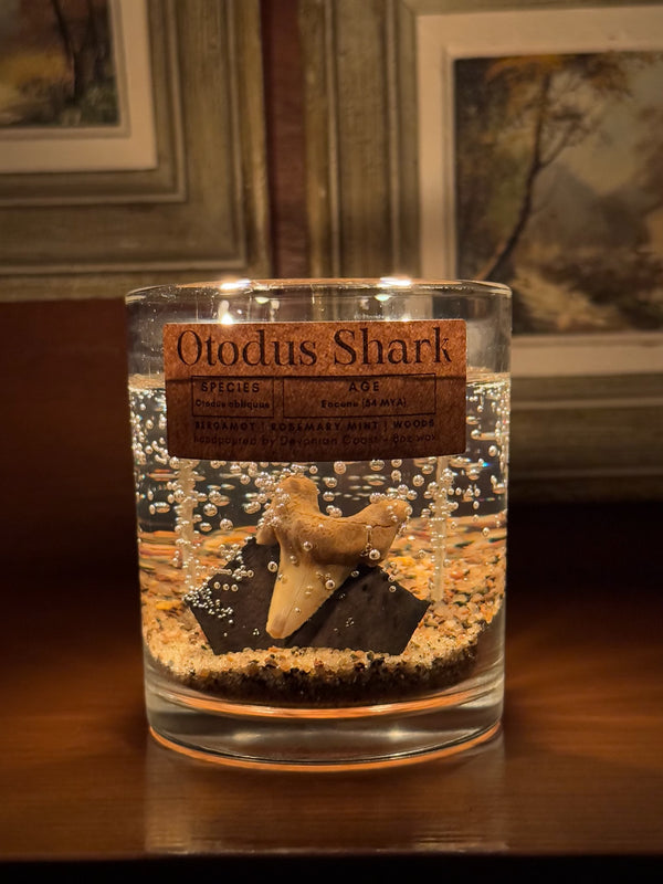 Otudus Shark Tooth Gel Candle | Includes Real Fossil!