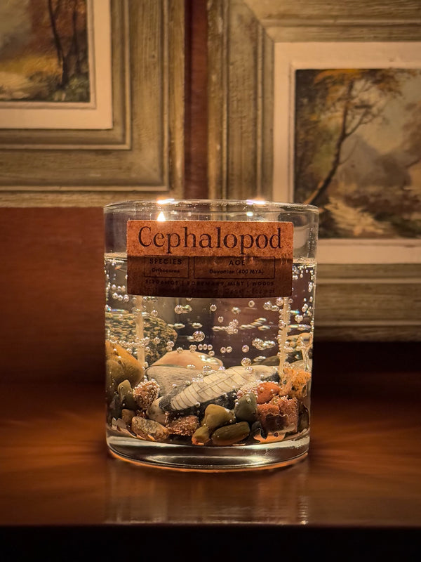 Cephalopod Fossil Gel Candle | Includes Real Fossil!