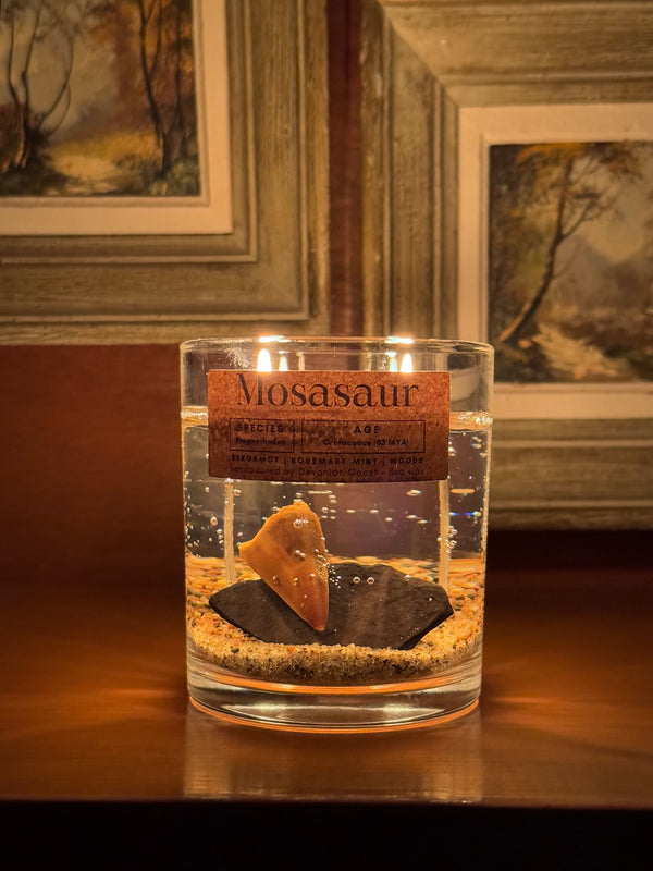 Mosasaur Tooth Gel Candle | Includes Real Fossil!