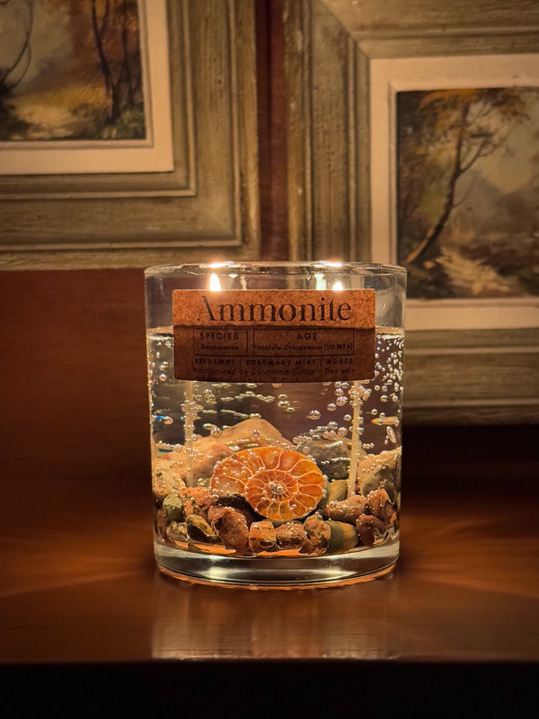 Ammonite Fossil Gel Candle | Includes Real Fossil!