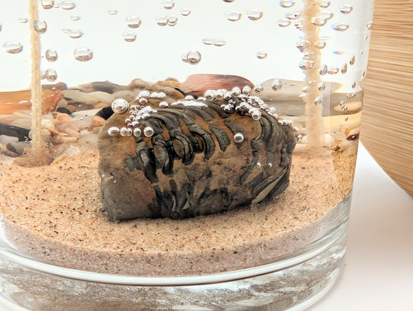 Trilobite Fossil Treasure Candle — Ancient Earth Collection