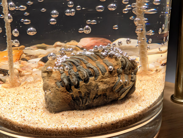 Trilobite Fossil Treasure Candle — Ancient Earth Collection