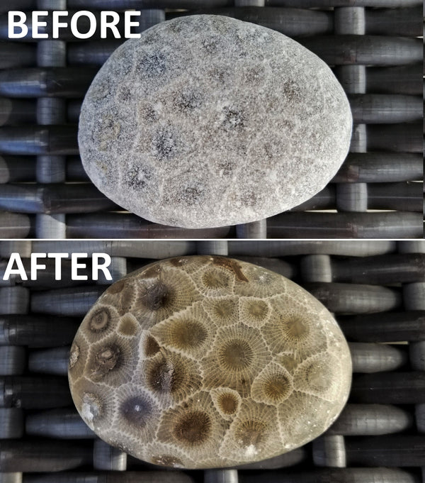 Premier Petoskey Stone Polishing Kit | Includes TWO Grade A Raw Petoskey Stones