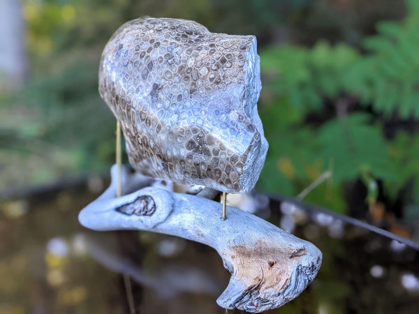 ANCIENT EYES | 6lb Polished Petoskey Stone Driftwood Display Piece