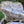 ANCIENT EYES | 6lb Polished Petoskey Stone Driftwood Display Piece