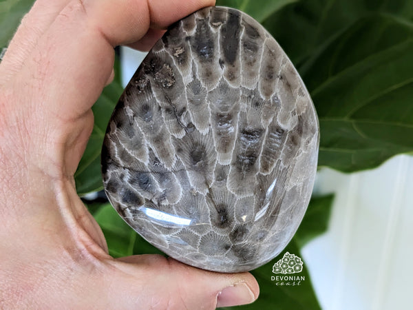 QUARTZ RIVER! Polished Petoskey Stone #414 Charlevoix Coral Fossil Pure Michigan Gift Lake Home Decor Display Rock Art