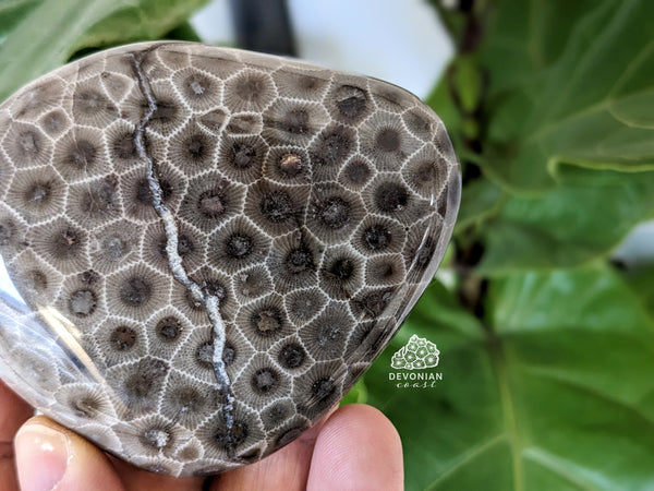 QUARTZ RIVER! Polished Petoskey Stone #414 Charlevoix Coral Fossil Pure Michigan Gift Lake Home Decor Display Rock Art